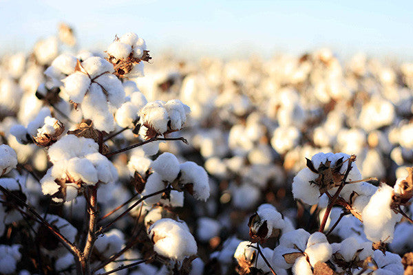 organic cotton
